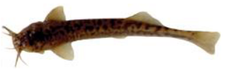 Bagre del torrente