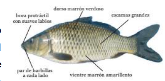 Carpa