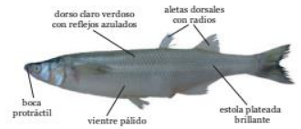 Pejerrey bonaerense