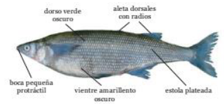 Pejerrey patagónico