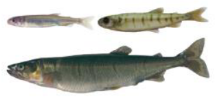 Peladillas