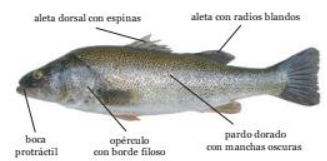 Perca