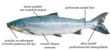 Salmón del atlántico