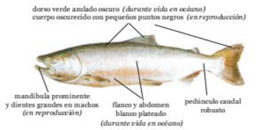 Salmón del pacífico