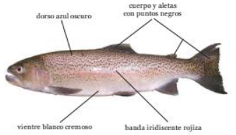 Trucha arco iris