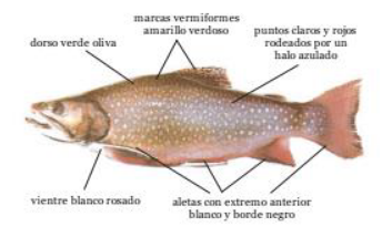 Trucha de arroyo