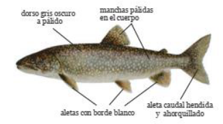 Trucha de lago o bocona