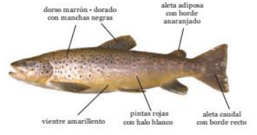 Trucha marrón
